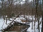 Still Creek in the February snow