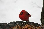 A cardinal in the snow at Greenbelt Park