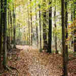 Photo of Azalea Trail in Greenbelt Park