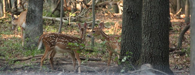 Two spotted white tail deer fawns in the woods.