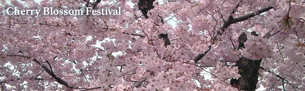 a picture of the Cherry Blossoms in Washington DC