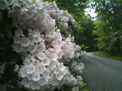 a picture of the Mountain Laurel in Greenbelt Park May 22,2011