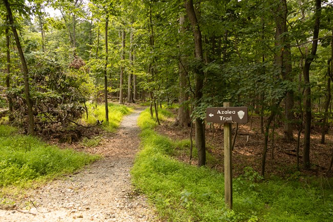 A sign reading "azalea trail" points to a rocky and sandy trail