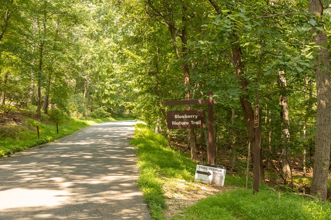 A road heads north while a sign reading "Blueberry Nature Trail" yields hikers to a rocky and sandy trail east