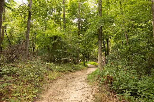 A dirt trail winds through green woods.