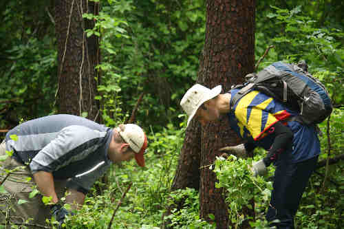 Volunteers removing invasive plants. Come join us every month as we preserve Greenbelt Park for this and future generations