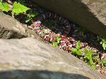 Milk Snake at Overlook 1