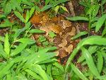 Copperhead in Grass