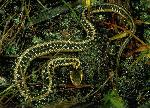 Garter Snake
