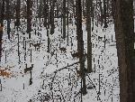 A deer herd in winter
