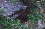 Beaver in Great Falls