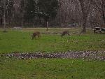 Twin Fawns in the Picnic Area