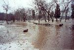 Floodwaters in the picnic area