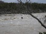 Tree floating downstream