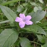 Ruellia in bloom