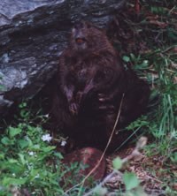 Beaver sitting by a rock