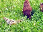 Chickens