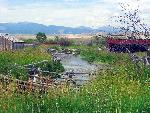 Feed Lot and Sheds