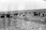 Historic photo of cattle grazing.
