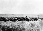 Historic photo of cowboys herding cattle.