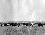Historic image of cattle grazing the range.