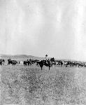 Historic image of cowboys hering cattle.