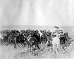 Historic image of remuda of horses.