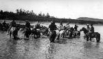 Herding cattle across the river.