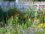 Summer Garden