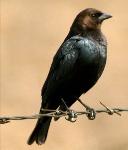 Brown-headed Cowbird
