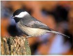 Black-capped Chickadee