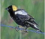 Bobolink