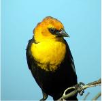 Yellow-headed Blackbird