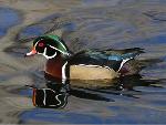 Wood Duck