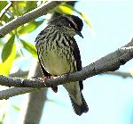 Northern Waterthrush