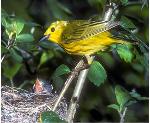 Yellow Warbler