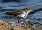 Spotted Sandpiper
