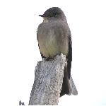 Western Wood-pewee