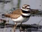Killdeer