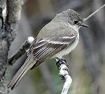 Willow Flycatcher