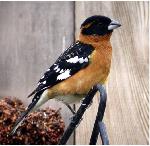 Black-headed Grosbeak