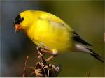 American Goldfinch
