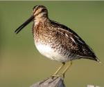 Common Snipe