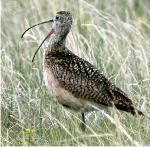 Long-billed Curlew