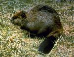 Beaver