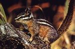 Yellow Pine Chipmunk