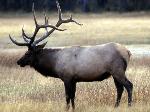Elk
