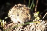 Meadow Vole