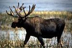Moose