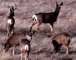 Mule Deer
